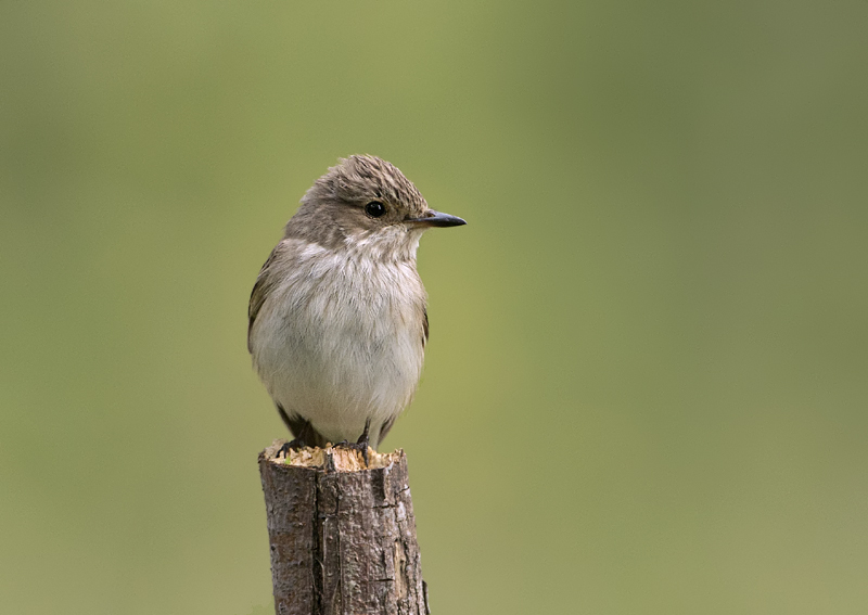 194_gr. vliegenvanger.jpg